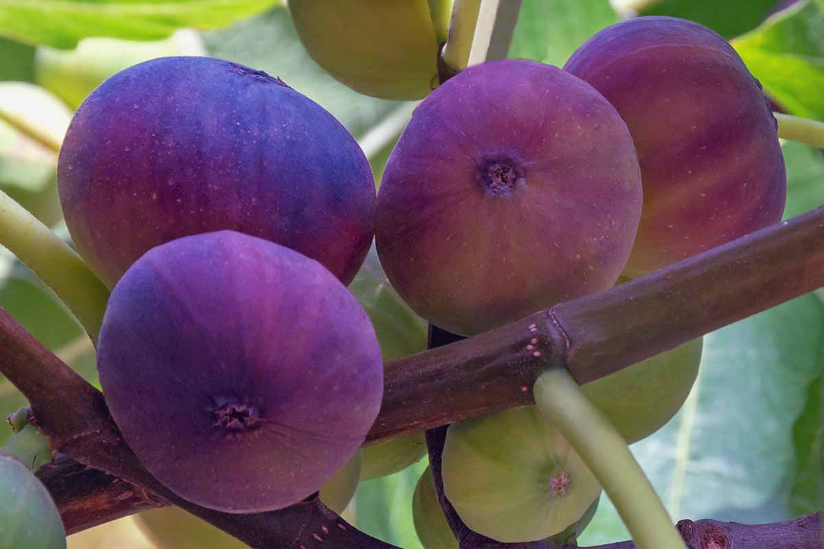 A close up horizontal image of purple and green figs ripening on the branch.