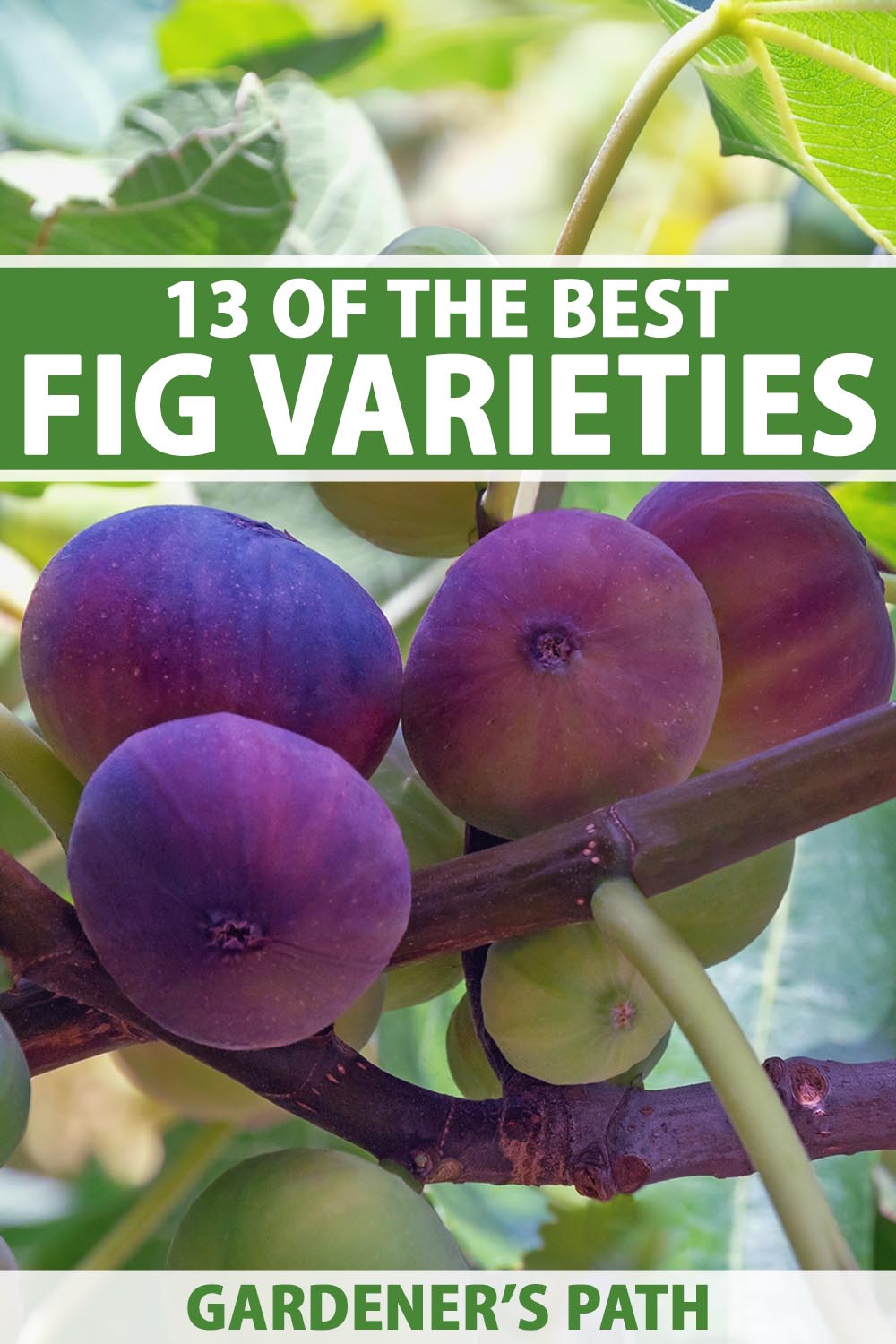 A close up vertical image of purple and green figs ripening on the tree pictured on a soft focus background. To the top and bottom of the frame is green and white printed text.