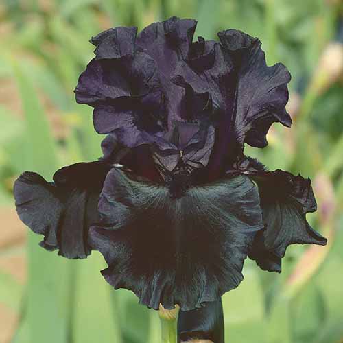 A close up square image of 'Black Suited' German bearded iris pictured on a soft focus background.