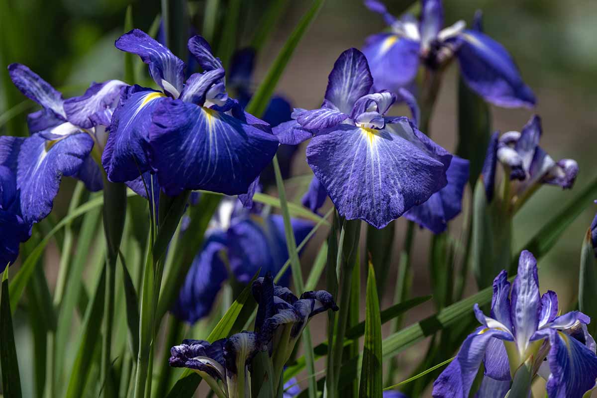 A horizontal image of dark blue and white Japanese iris flowers pictured in light sunshine on a soft focus background.