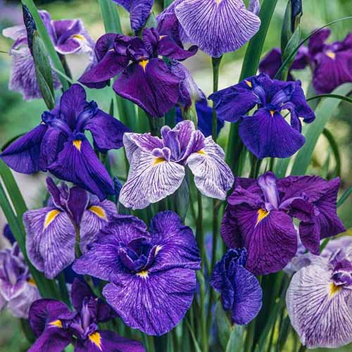 A close up square image of Japanese irises in various shades of blue and purple.