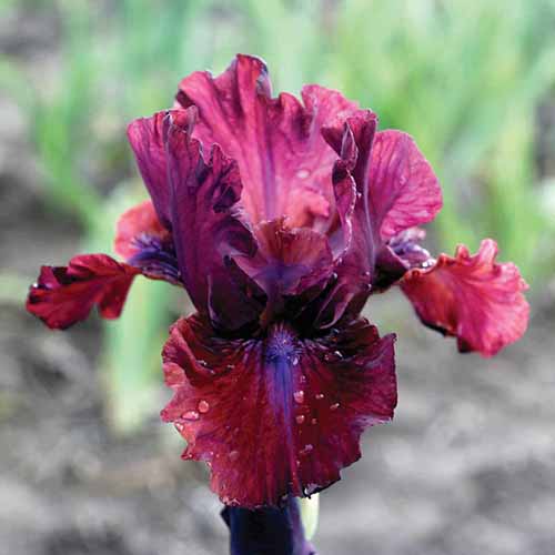 A close up square image of 'Bounce' bearded iris growing in the garden pictured on a soft focus background.