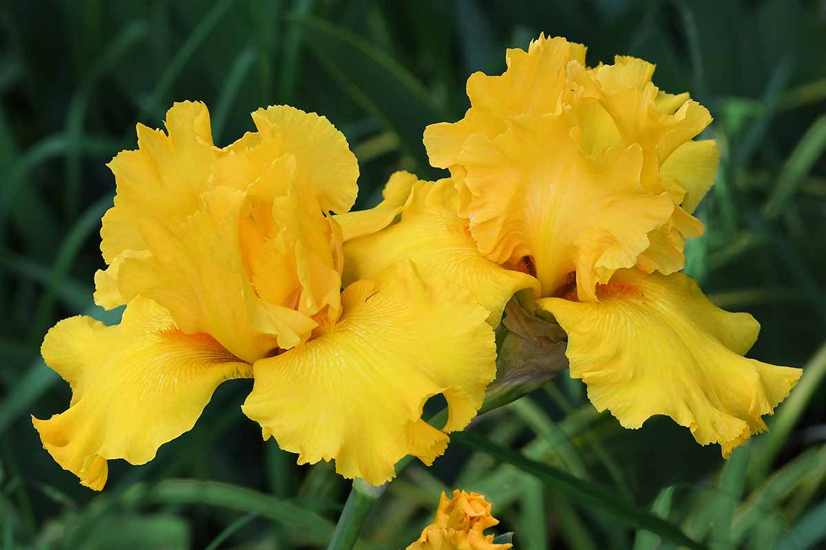 A close up horizontal image of bright yellow 'Pure As Gold' iris flowers growing in the landscape.