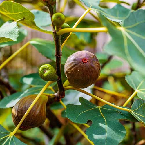 A square image of 'Brown Turkey' figs growing in the garden.