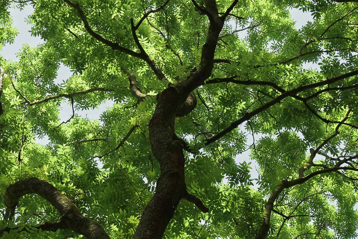 A horizontal image of the view into the canopy of Fraxinus excelsior growing in the garden.