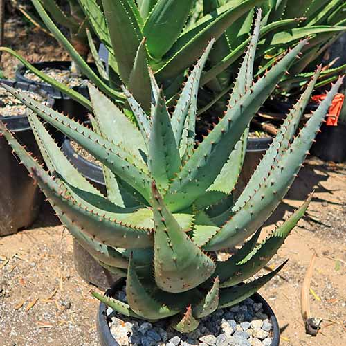 A square image of a potted Cape aloe set outdoors in bright sunshine.
