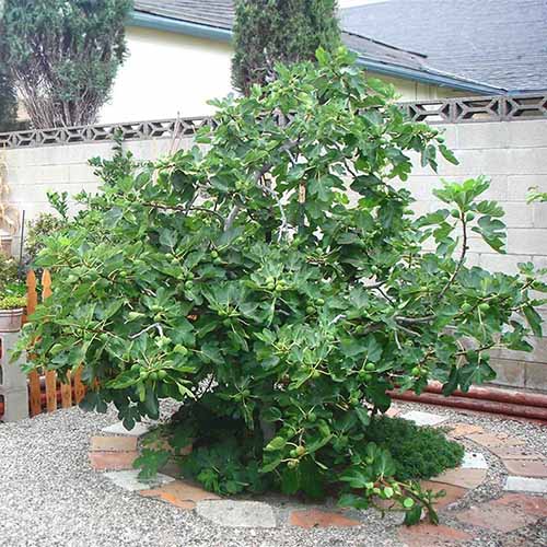 A square image of a 'Celeste' compact fig tree growing in the center of a patio.