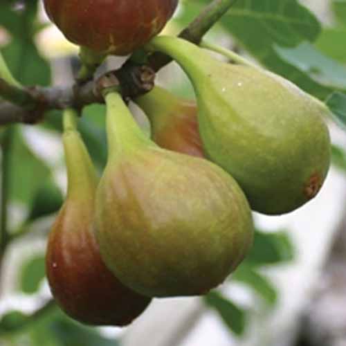 A square image of 'Chicago Hardy' figs ripening on the tree pictured on a soft focus background.