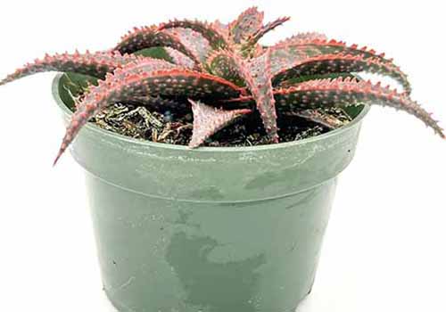 A close up horizontal image of a 'Christmas Carol' aloe growing in a small pot isolated on a white background.