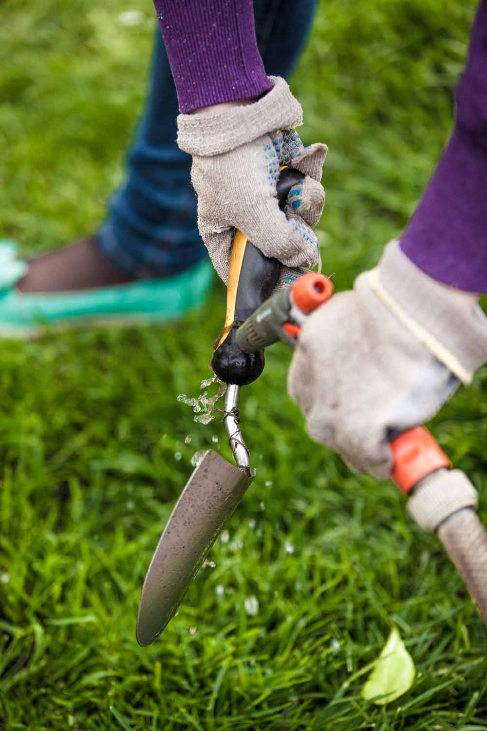 A close up vertical image of a gardener's gloved hands cleaning a trowel with a garden hose.