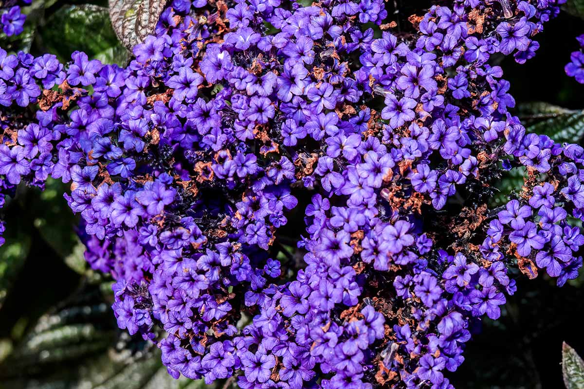 A close up of bright blue flower clusters pictured in bright sunshine on a soft focus background.