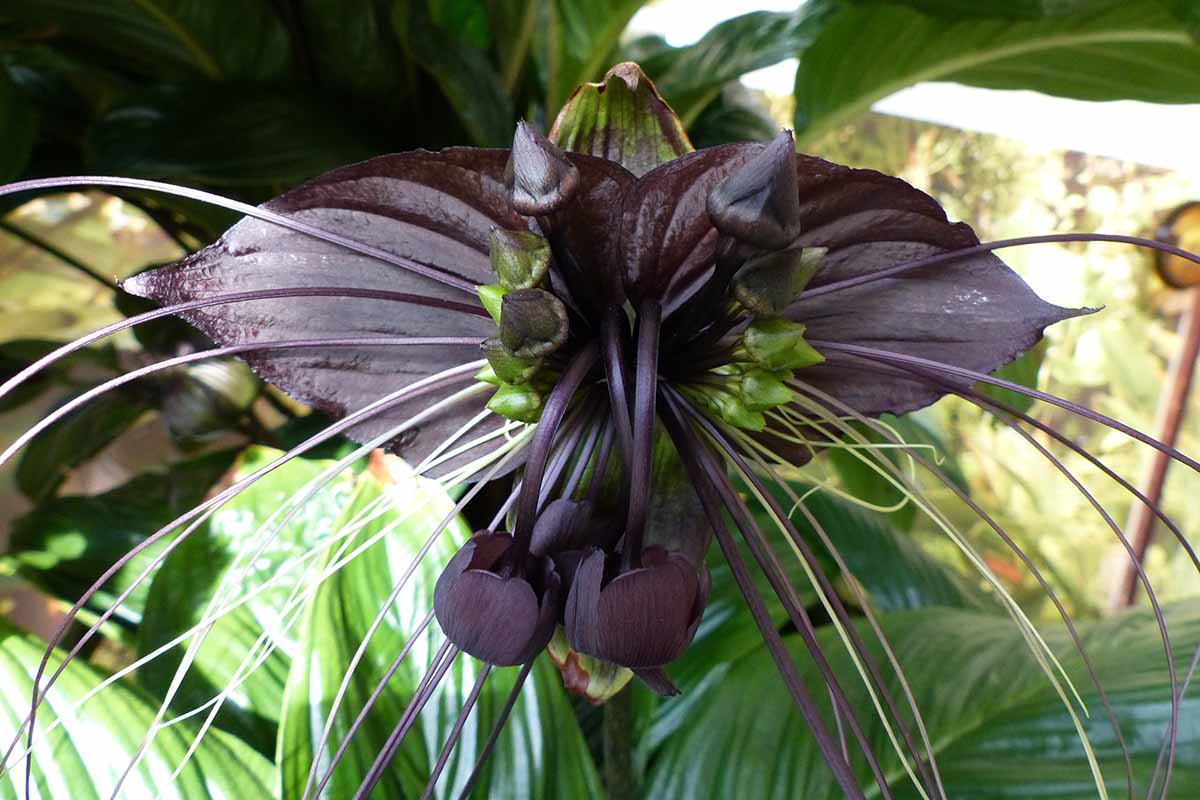 A close up horizontal image of a Tacca chantrieri aka bat flower or cat's whiskers growing in a pot outdoors.