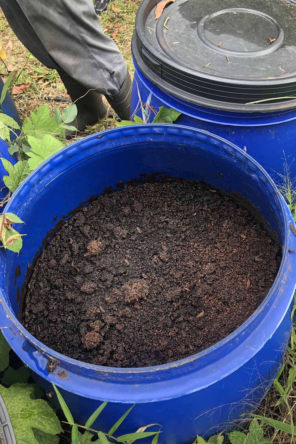A close up vertical image of a blue bucket with compost tea outside in the garden.