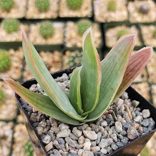 A close up square image of a coral aloe growing in a small pot with the soil surface covered in gravel.
