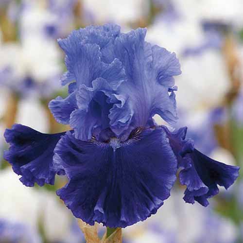 A close up square image of 'Cybergrape' German bearded iris pictured on a soft focus background.