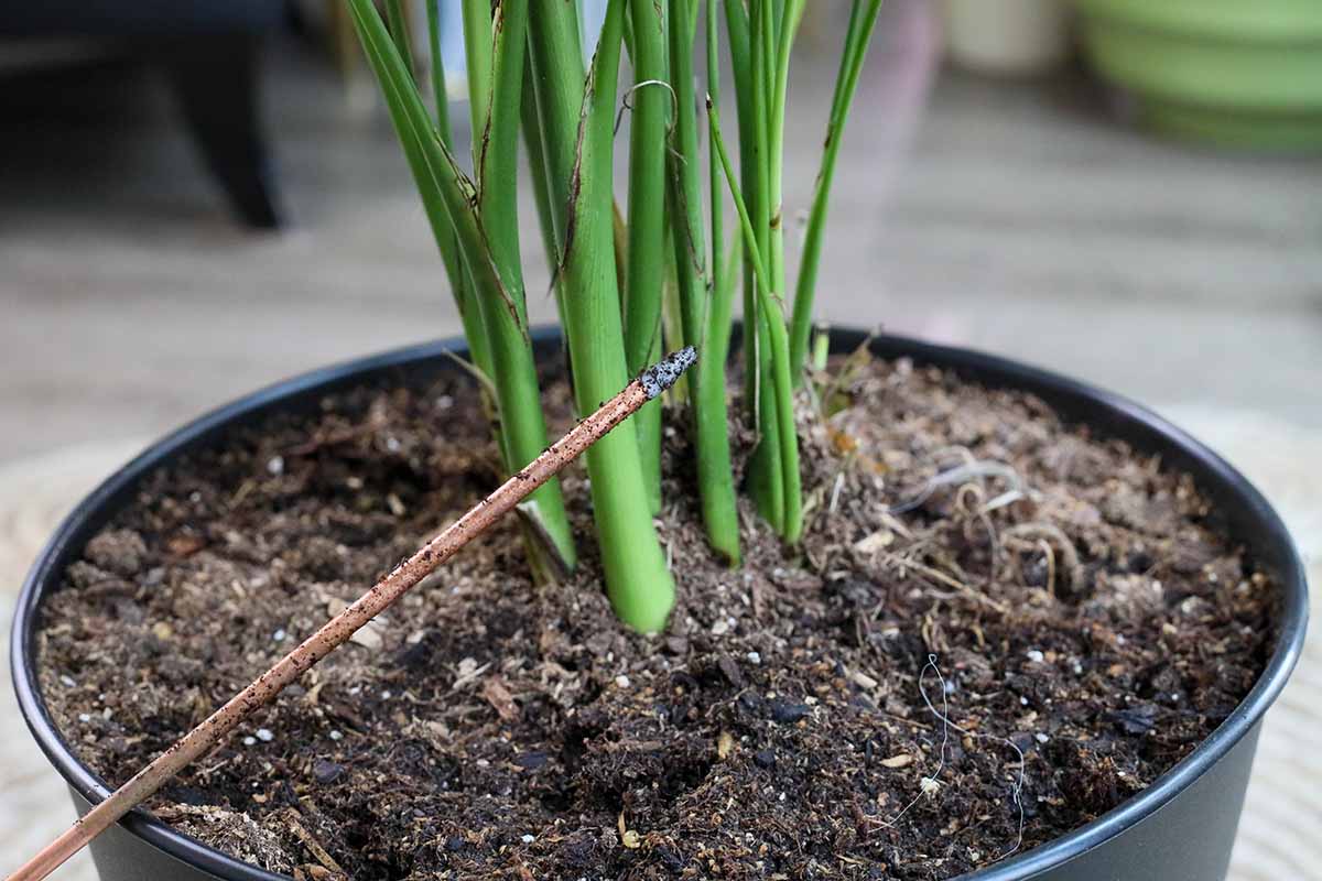 A close up horizontal image of the base of the stems of a houseplant pictured on a soft focus background.