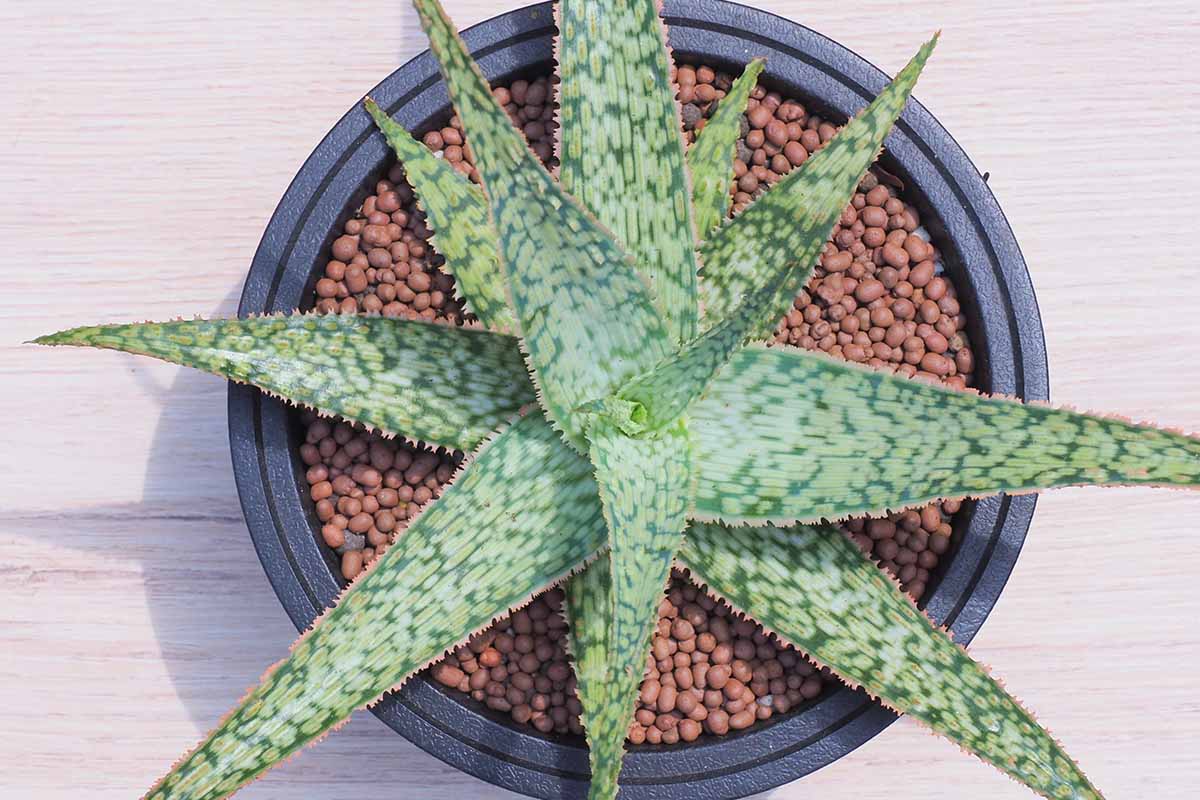 A close up top down image of 'Doran Black' a succulent plant growing in a small black pot with decorative gravel on the top of the soil.