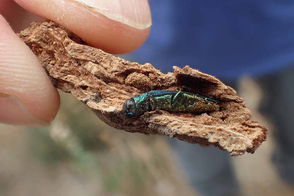 A close up horizontal image of a hand from the left of the frame holding a piece of wood and an emerald ash borer pest, pictured on a soft focus background.