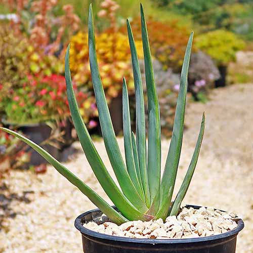 A square image of a small fan aloe in a black plastic pot set outdoors.