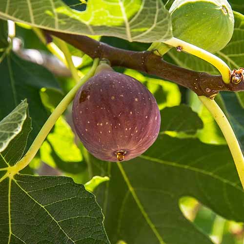 A close up square image of 'Fignomenal' fruits ripening on the tree pictured in light sunshine with foliage in soft focus in the background.