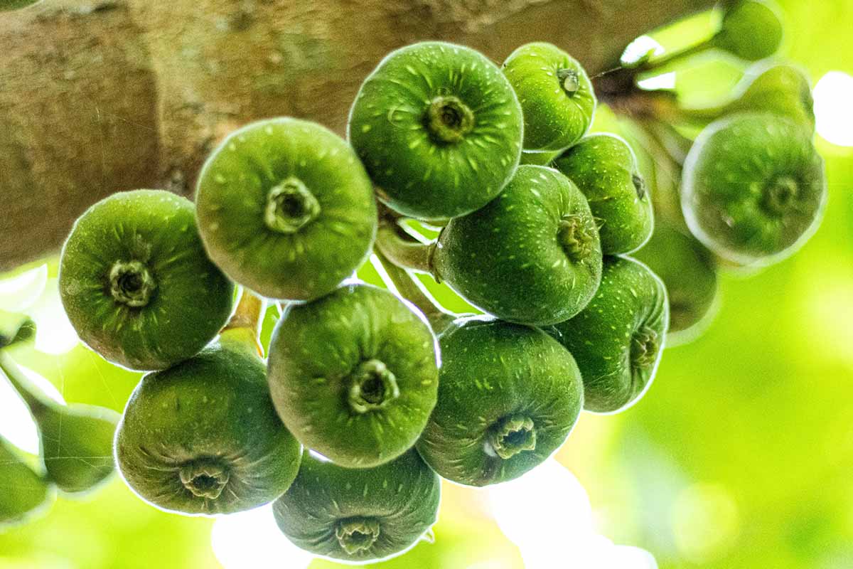 A close up horizontal image of green figs ripening on the branch pictured on a soft focus background.