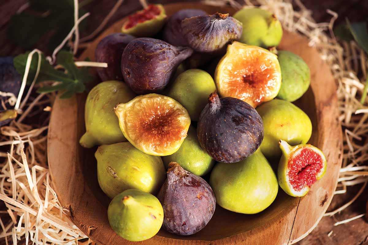 A close up horizontal image of ripe figs in a wooden bowl on a rustic background.