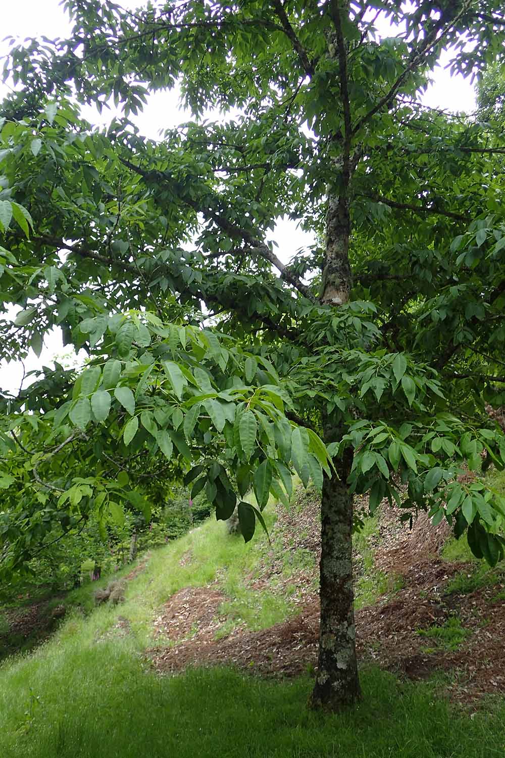 A close up vertical image of a young Fraxinus mandshurica tree growing in the landscape.