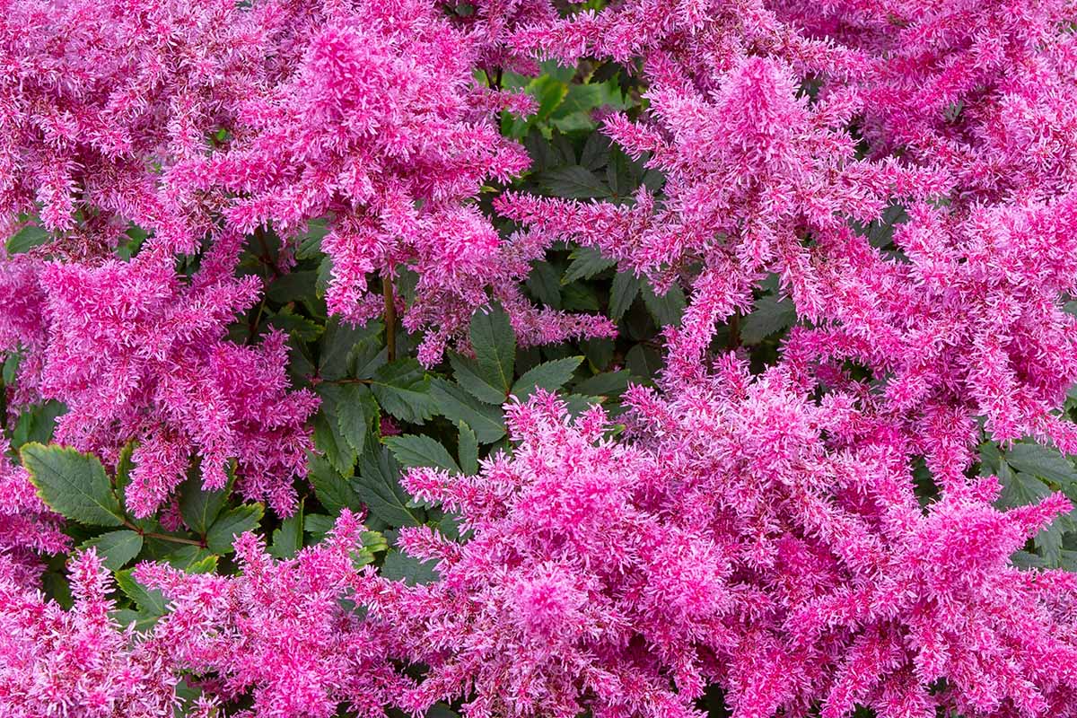 A close up horizontal image of fuzzy pink astilbe flowers growing in the garden.