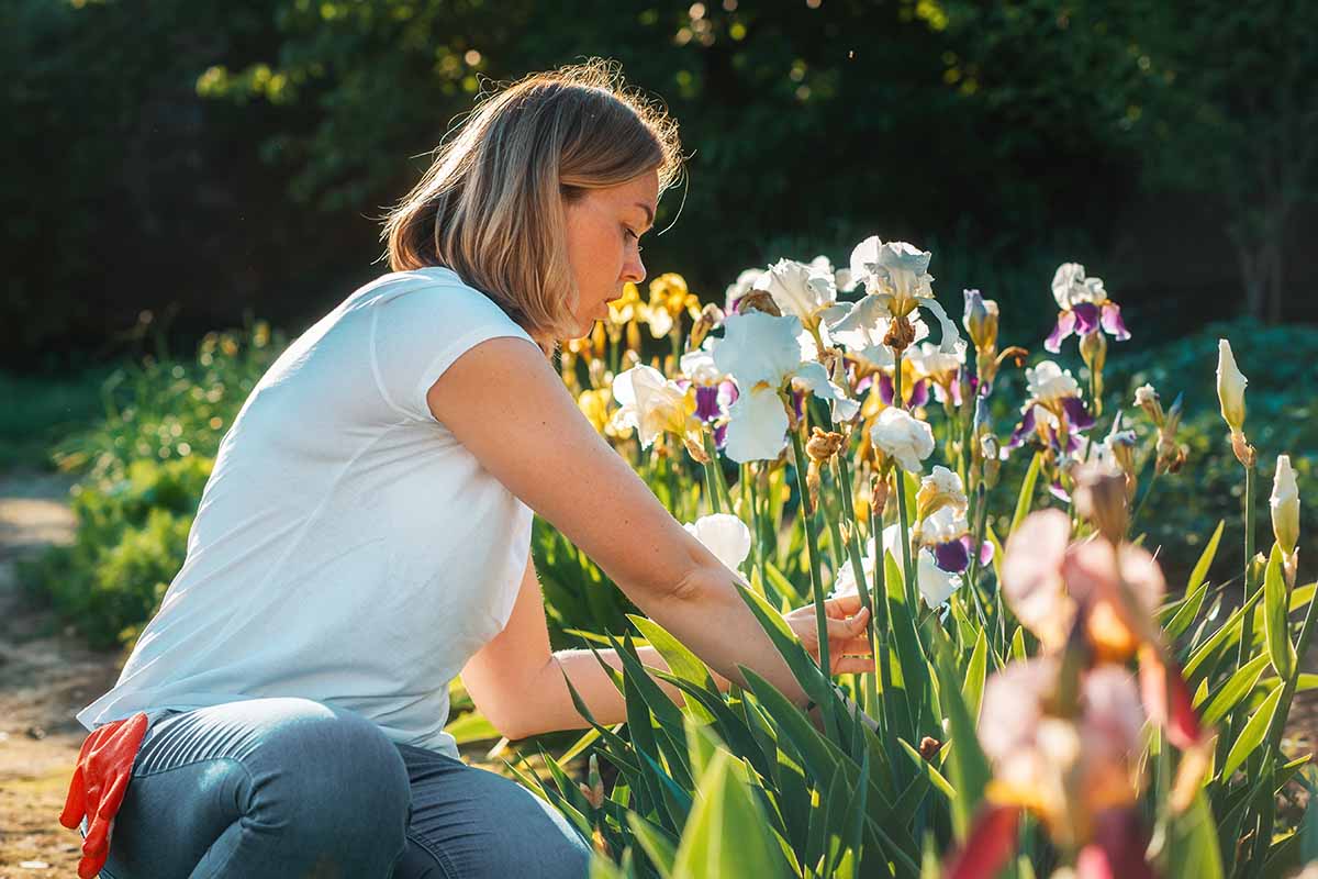 A close up horizontal image of a gardener tending flowers in a garden border.