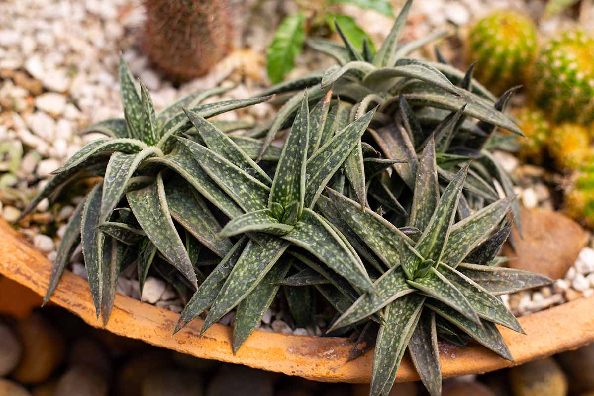 A close up horizontal image of gasteraloe plants growing in a terra cotta pot with barrel cactus in the background.