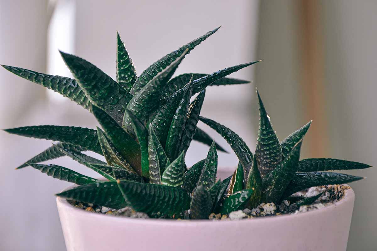 A close up horizontal image of a gasteraloe succulent with a few offsets growing in a pink ceramic pot indoors.