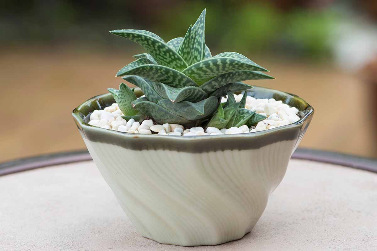 A close up horizontal image of a gasteraloe growing in a small ceramic pot indoors pictured on a soft focus background.