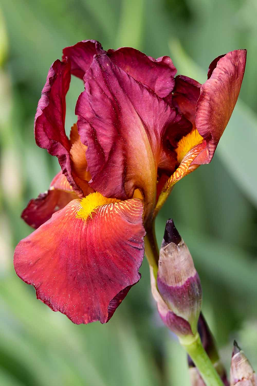 A close up vertical image of 'Bernice's Legacy' growing in the garden pictured on a soft focus background.