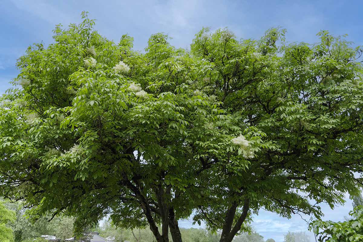 A close up horizontal image of the canopy of a large ash tree (Fraxinus) in full bloom pictured on a blue sky background.