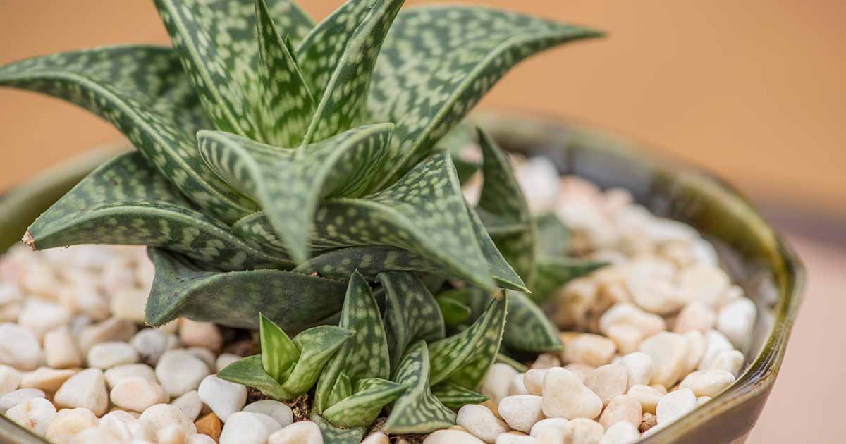 How to Grow and Care for Gasteraloe Succulents | Gardener’s Path