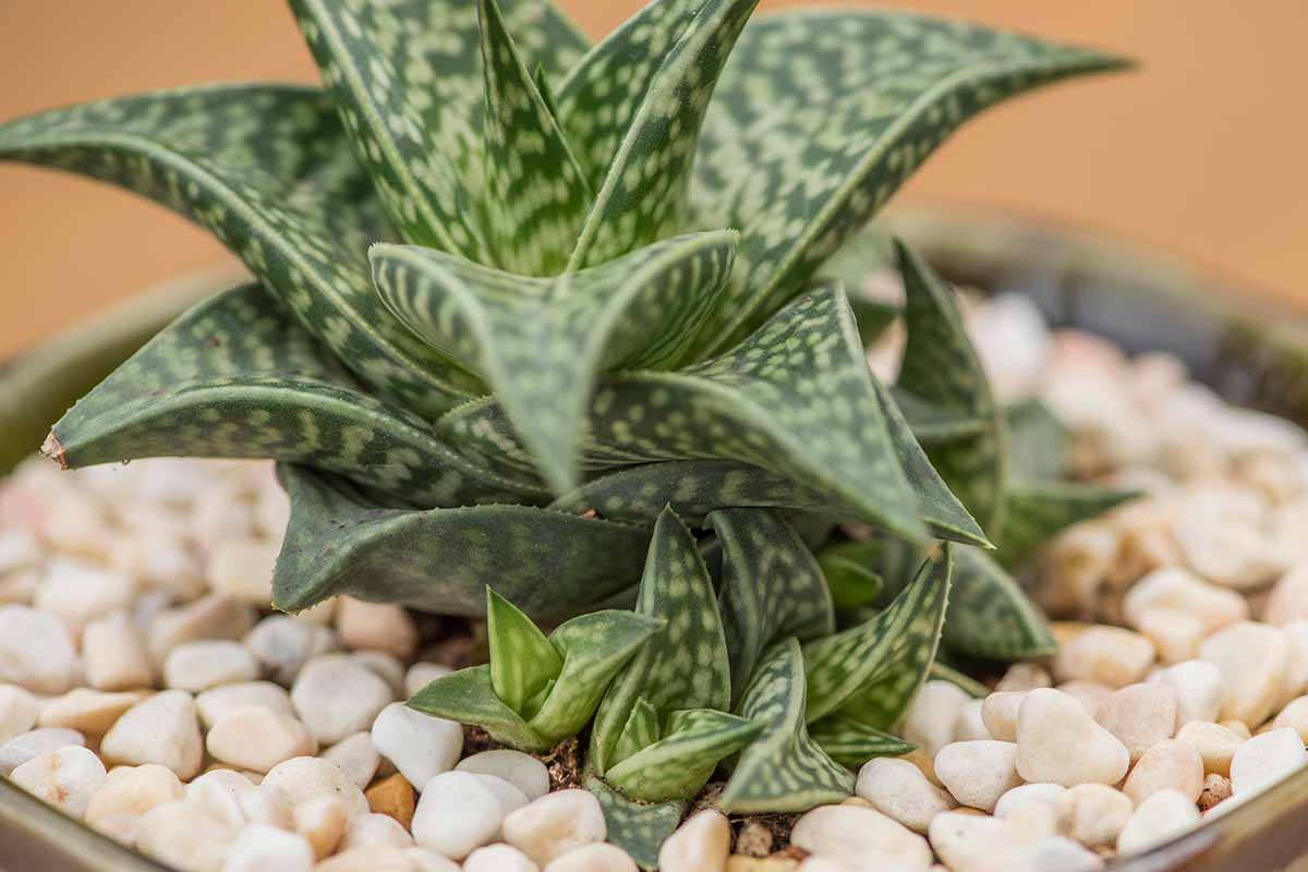 A close up horizontal image of a gasteraloe succulent growing in a container indoors with pebbles on the surface of the soil.