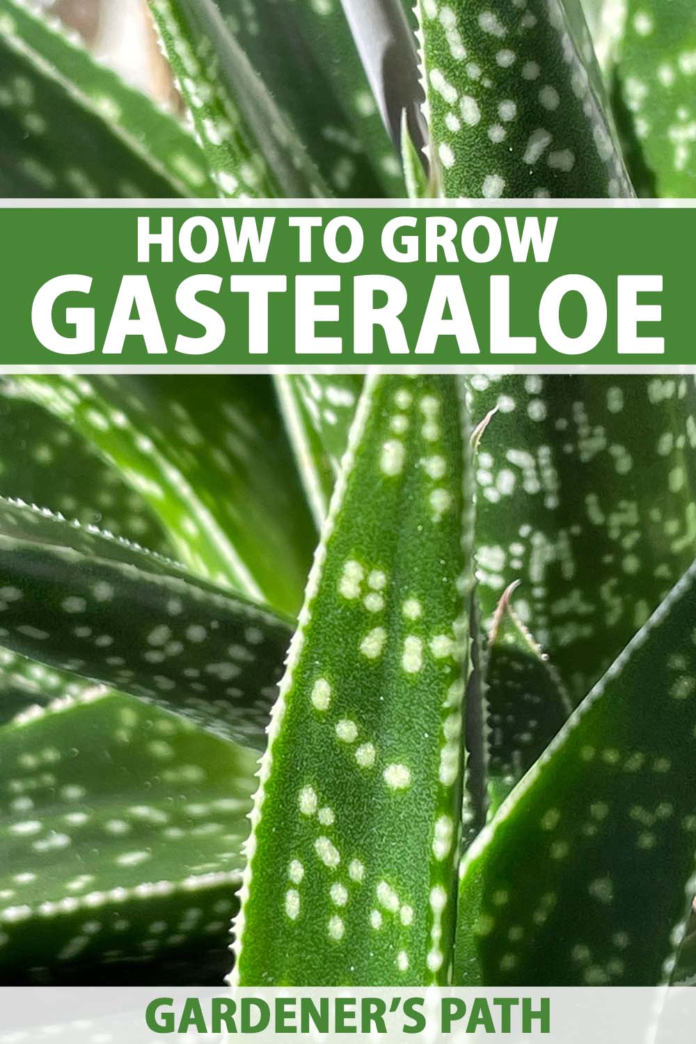 A close up vertical image of the succulent leaves of x Gasteraloe growing in a container. To the top and bottom of the frame is green and white printed text.