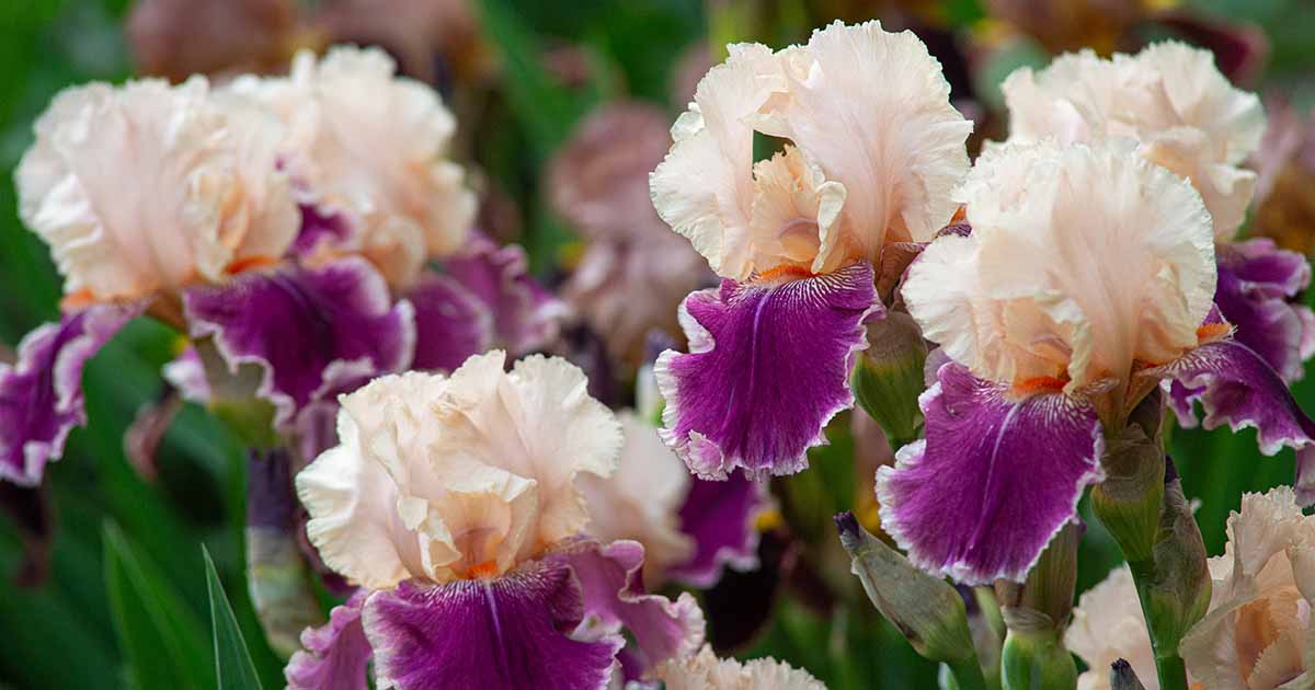 How to Grow and Care for German Bearded Iris | Gardener’s Path