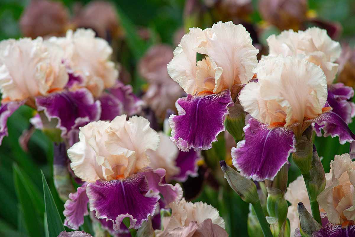 A close up horizontal image of colorful German bearded iris flowers growing in the garden.