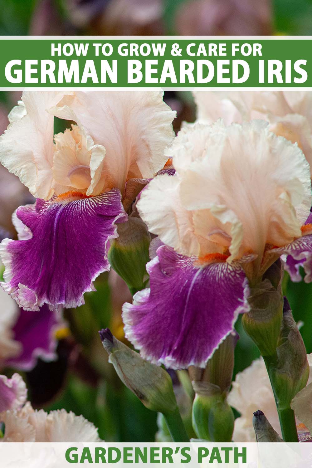 A close up vertical image of colorful German bearded iris flowers growing in the landscape. To the top and bottom of the frame is green and white printed text.