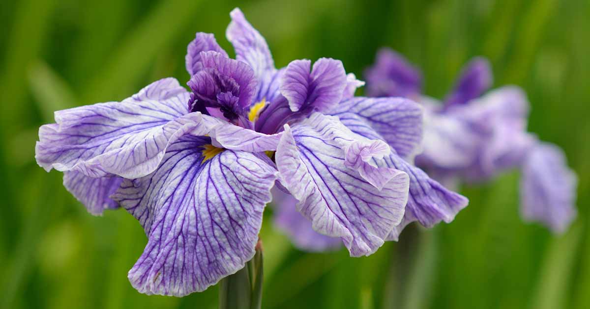 How to Plant and Grow Japanese Iris | Gardener’s Path
