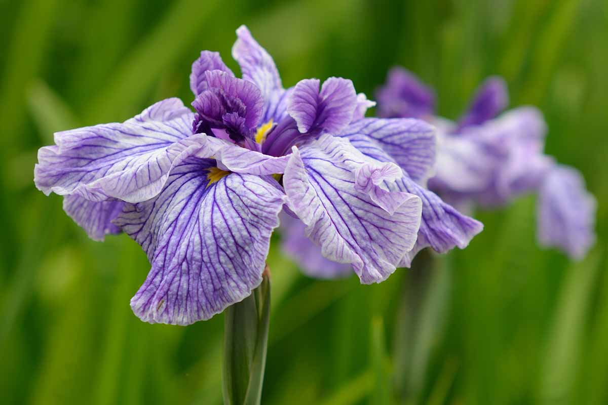 A close up horizontal image of light purple, patterned Japanese iris flowers growing in the landscape pictured on a soft focus background.