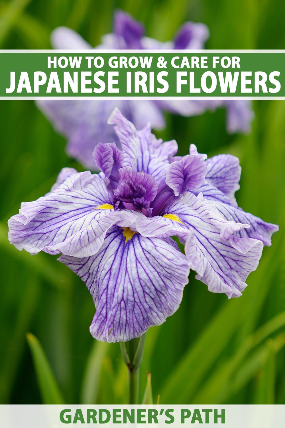 A close up vertical image of Japanese iris flowers in purple, white, and yellow, growing in the landscape pictured on a soft focus background. To the top and bottom of the frame is green and white printed text.