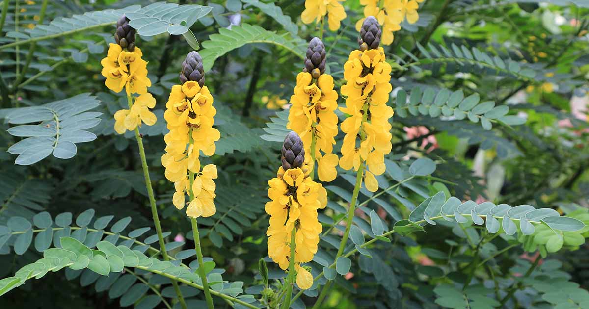 Learn How to Plant and Grow Popcorn Cassia | Gardener’s Path