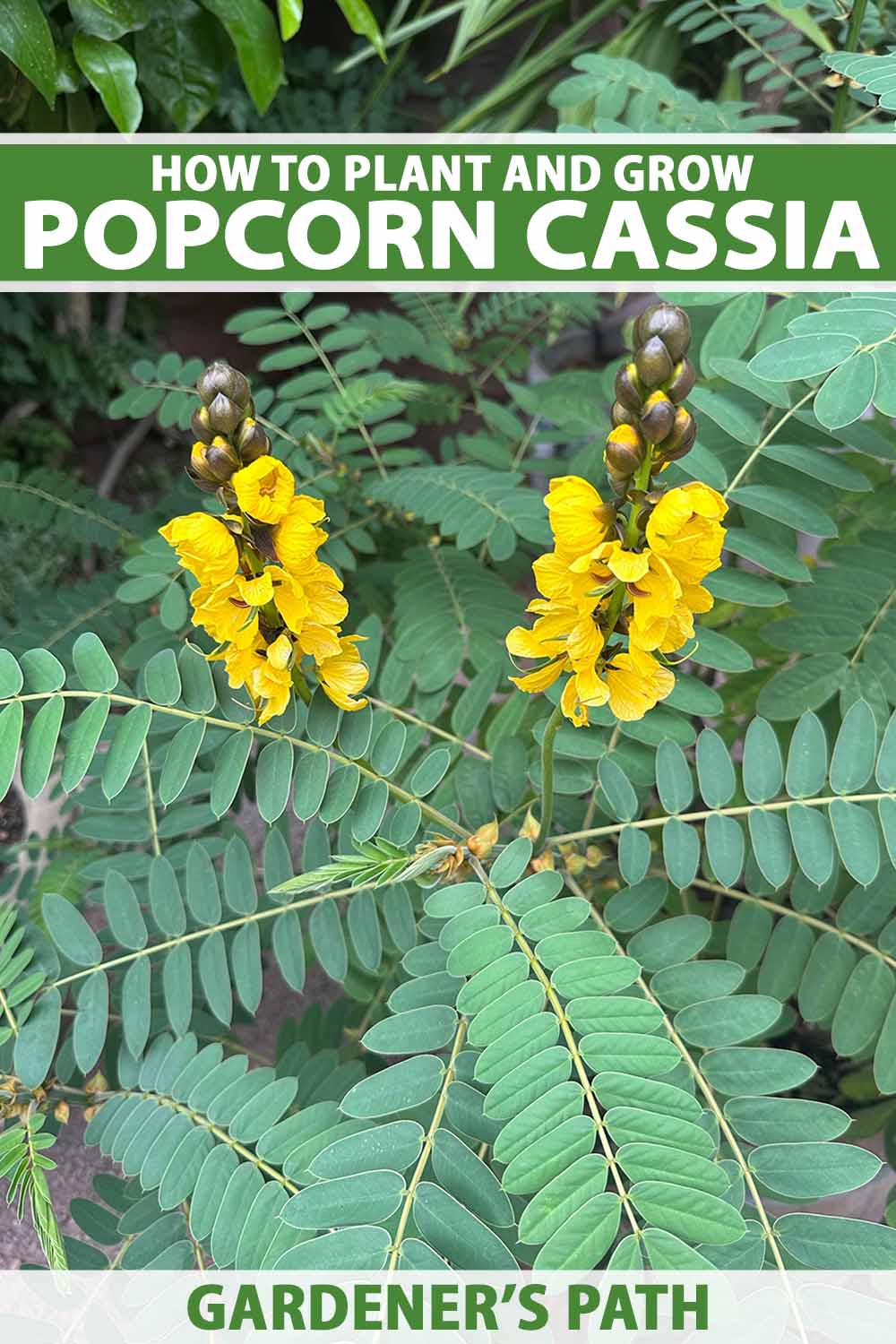 A close up vertical image of popcorn cassia (Senna didymobotrya) growing in the garden in bloom with yellow flowers. To the top and bottom of the frame is green and white printed text.