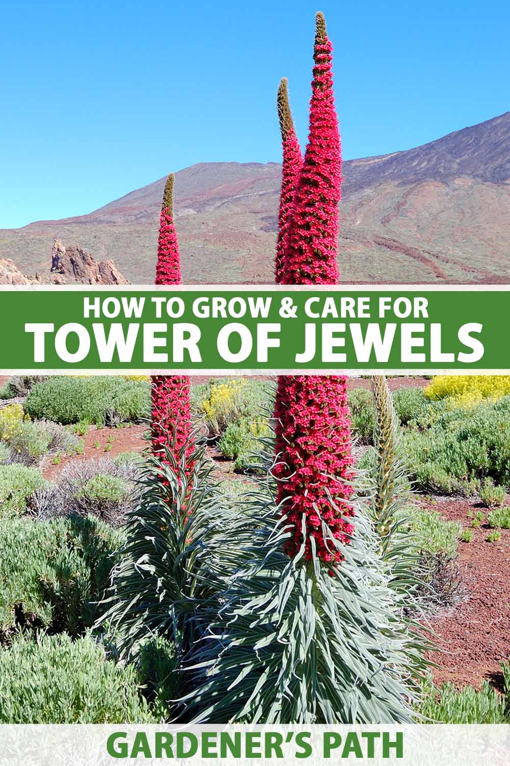A close up vertical image of tower of jewels plants in full bloom growing wild pictured in bright sunshine on a blue sky background. To the center and bottom of the frame is green and white printed text.