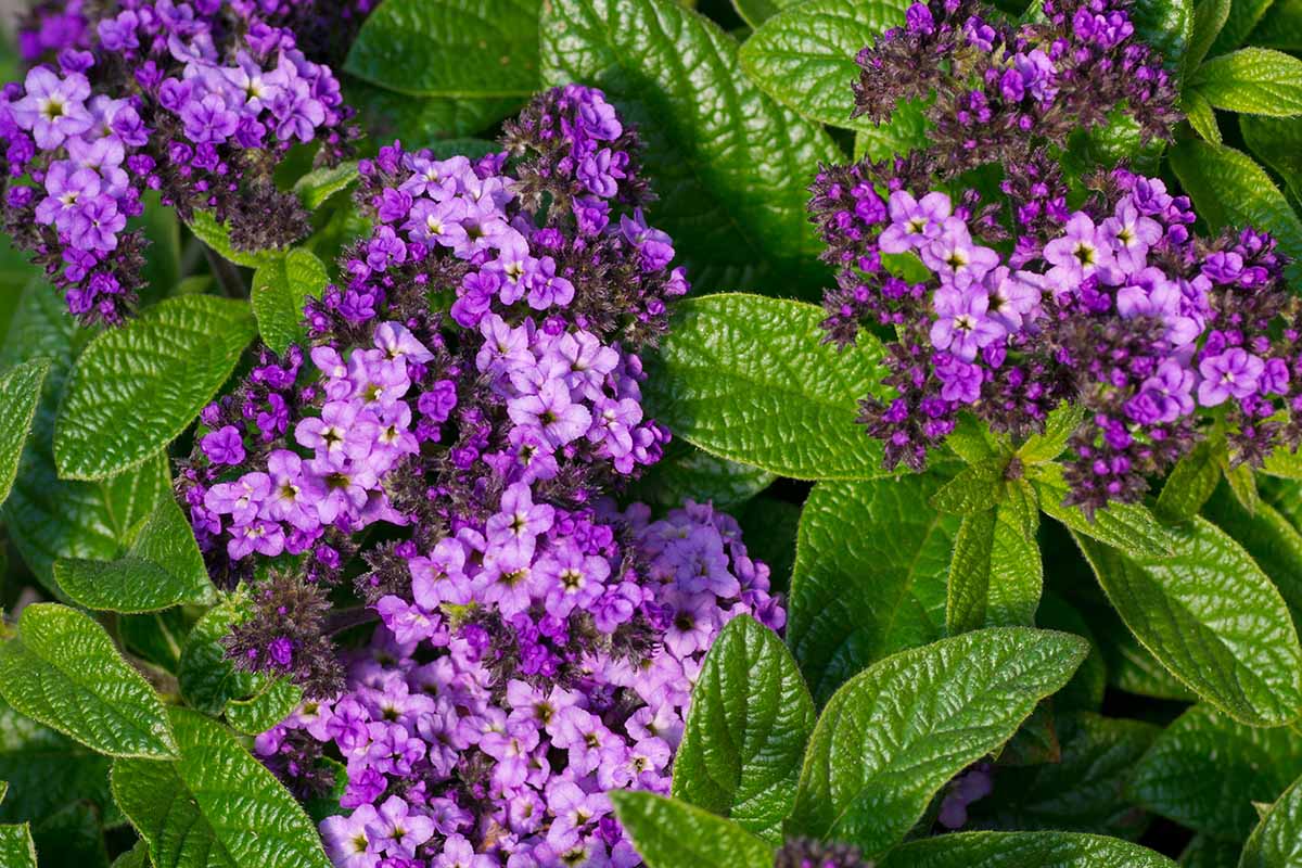 A close up of purple flowering Heliotropium arborescens, with flower clusters surrounded by deep green foliage, pictured in light sunshine.