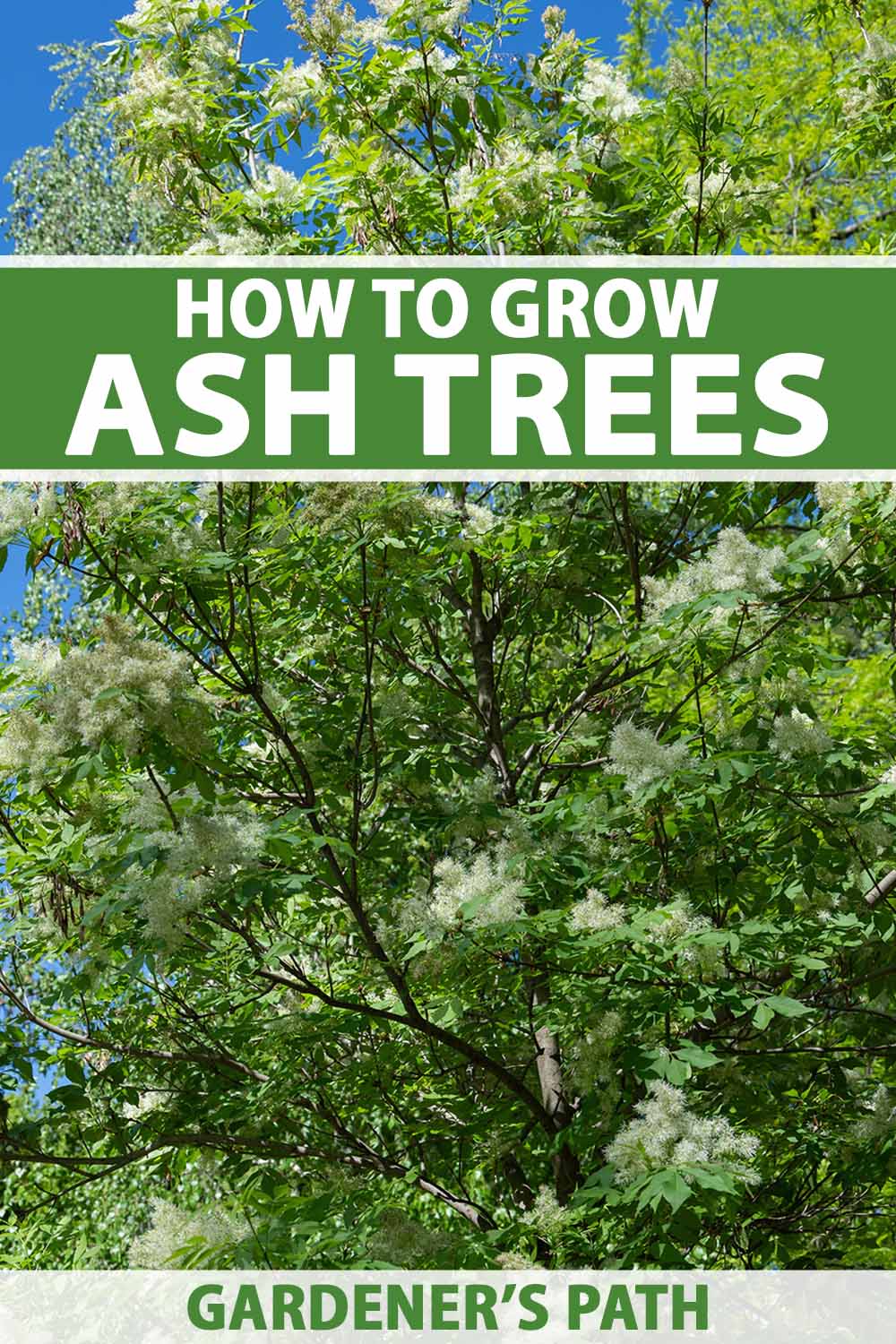 A vertical image of the foliage and flowers of a large ash tree growing in the summer landscape pictured in bright sunshine on a blue sky background. To the top and bottom of the frame is green and white printed text.