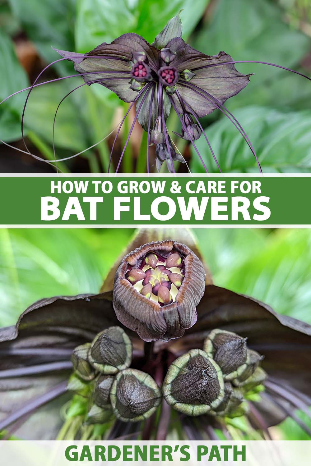 A vertical collage of two images of a bat flower, the top showing the entire bloom and the bottom one zooming in on the developing seeds. To the center and bottom of the frame is green and white printed text.