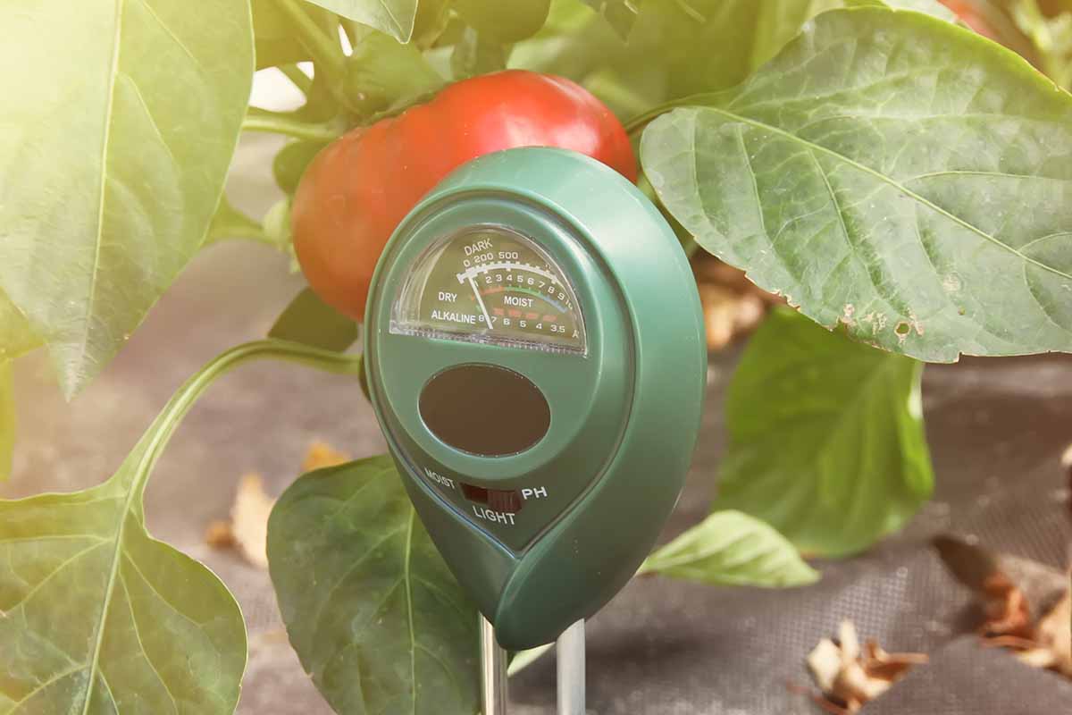 A close up horizontal image of a soil moisture meter set in the ground next to a tomato plant pictured on a soft focus background in light sunshine.